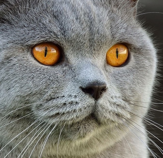 british shorthair gato