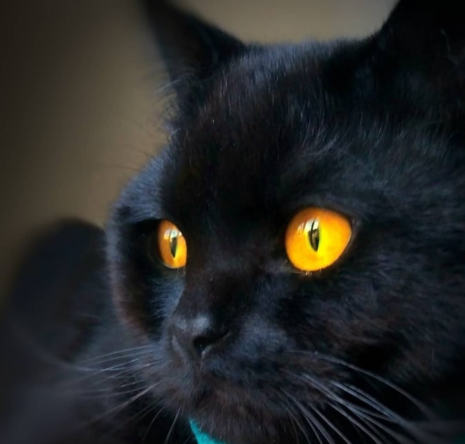 gato negro british shorthair