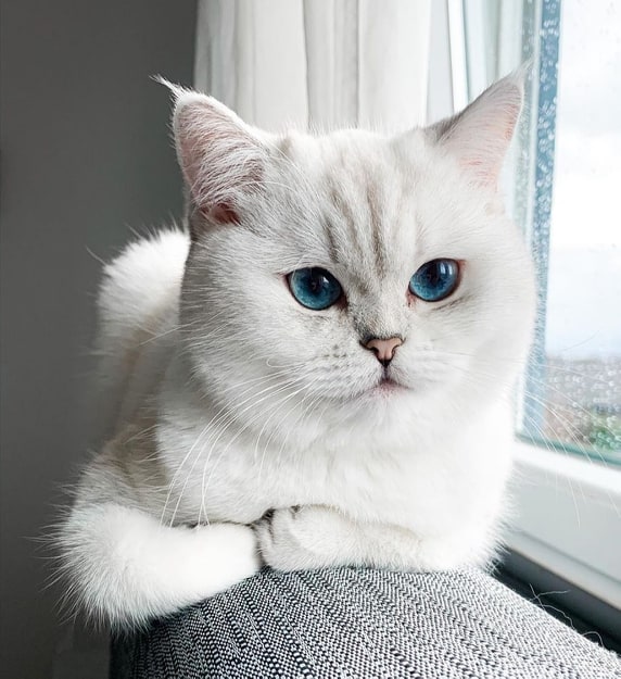 gato blanco british shorthair