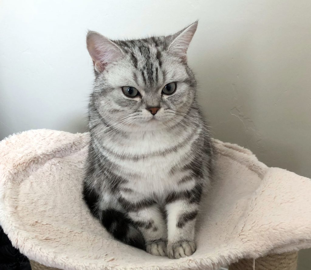 gato british shorthair silver