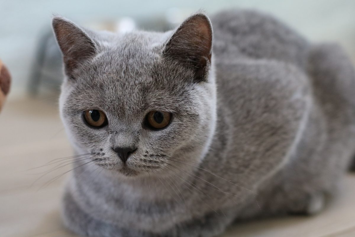 Nuestras Hembras British Shorthair - Criador British Shorthair