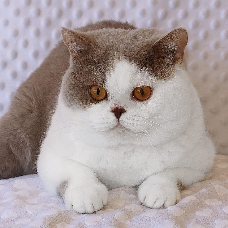 British Shorthair Bicolor Criador British Shorthair Bicolor