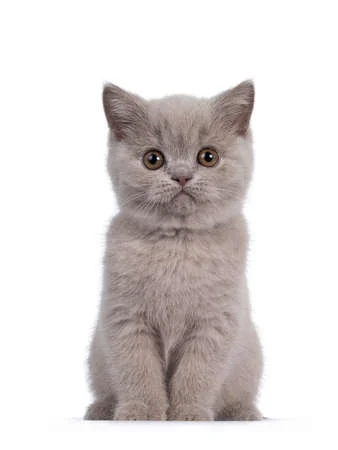 Todo lo que necesitas saber sobre los gatos British Shorthair