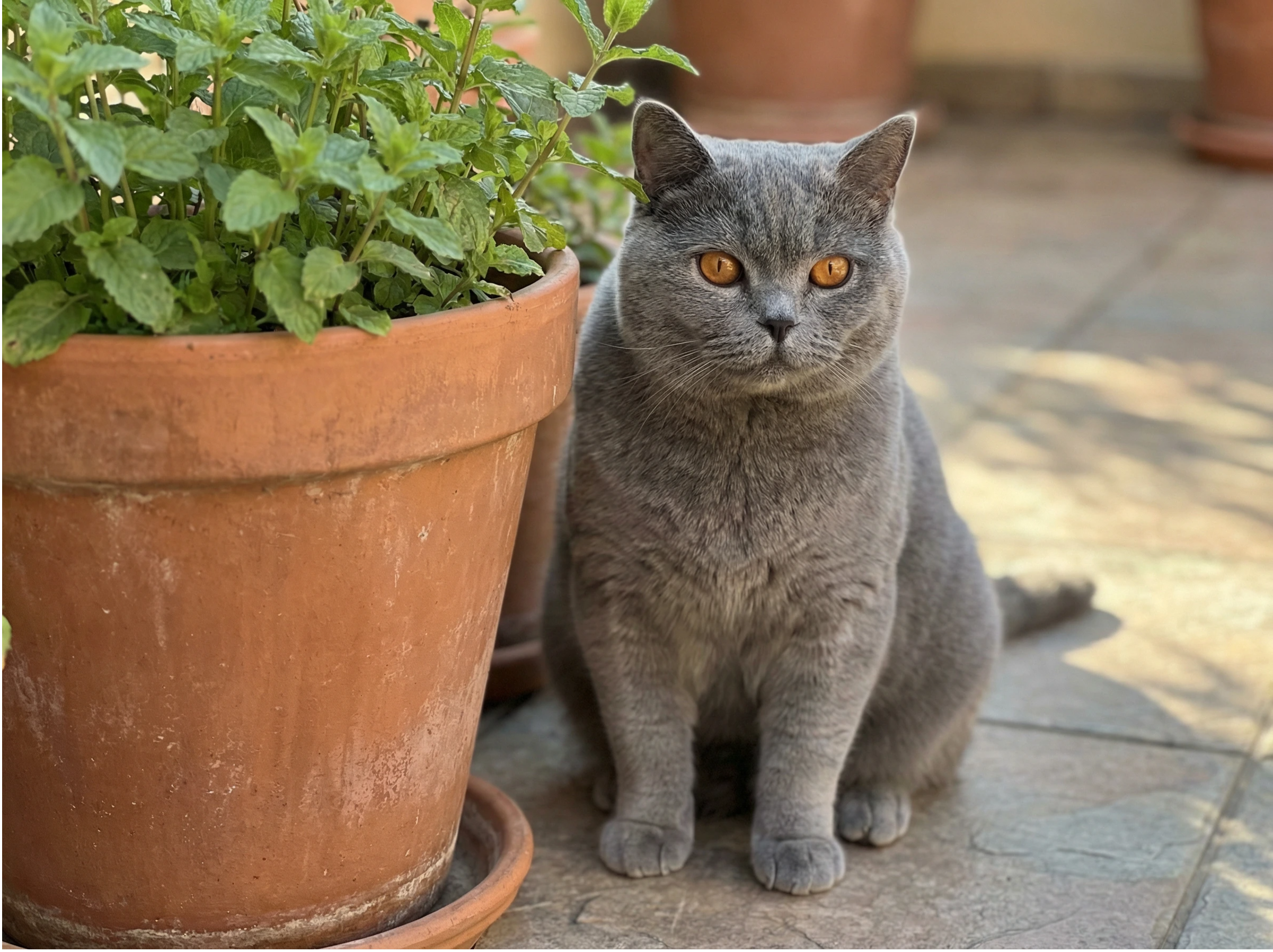 British shorthair azul terraza British shorthair azul atento en la terraza de casa
