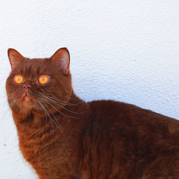 cocho-british-macho-3