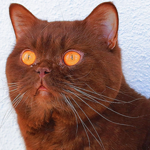 cocho-british-macho-4