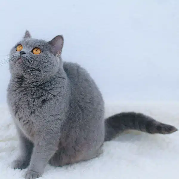 missie-british-azul-hembra-2