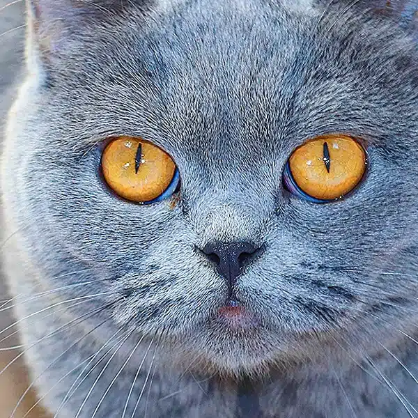 missie-british-azul-hembra-3