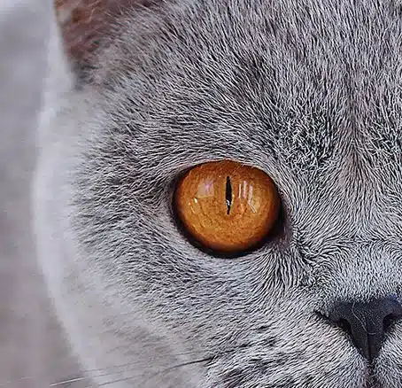 naya-gata-hembra-azul-3