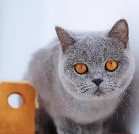 naya-gata-hembra-azul-4