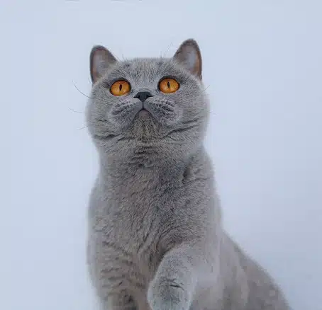 naya-gata-hembra-azul-5