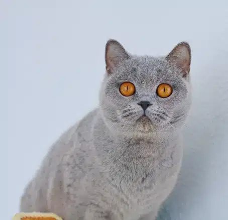 naya-gata-hembra-azul-7