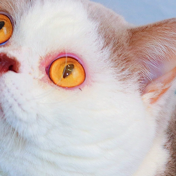 otto-macho-british-liliac-white-1