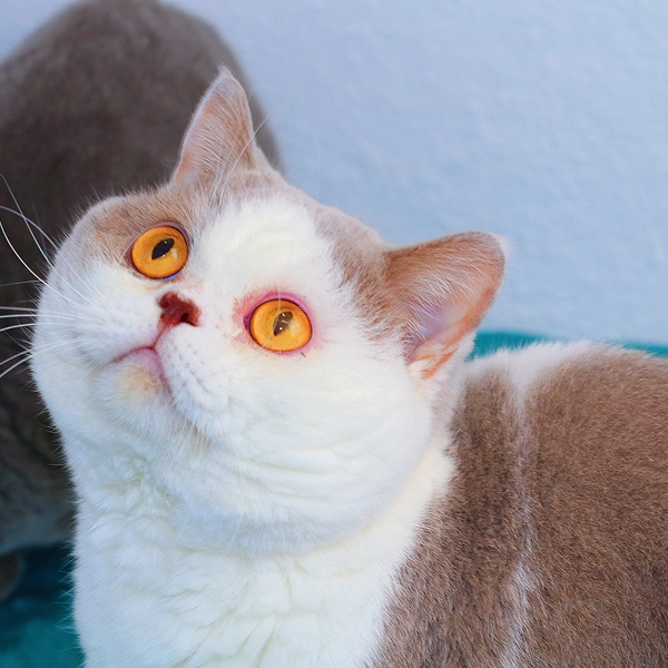 otto-macho-british-liliac-white-2