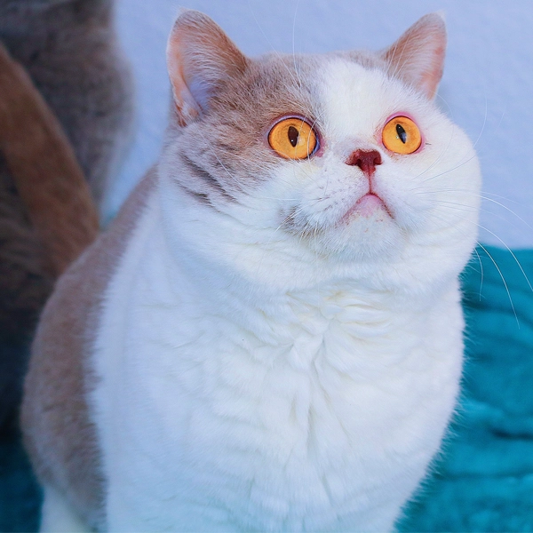 otto-macho-british-liliac-white-3