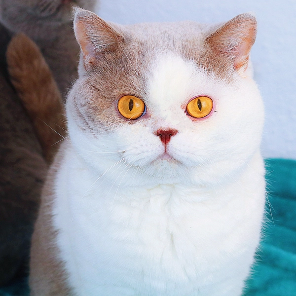 otto-macho-british-liliac-white