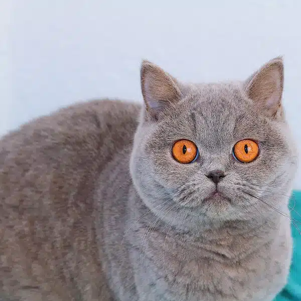 velvet-british-shorthair-hembra-azul-2