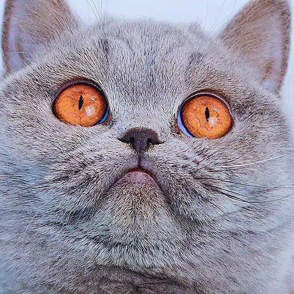 velvet-british-shorthair-hembra-azul-3