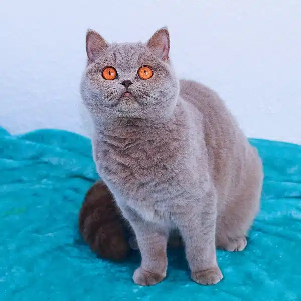 velvet-british-shorthair-hembra-azul-5