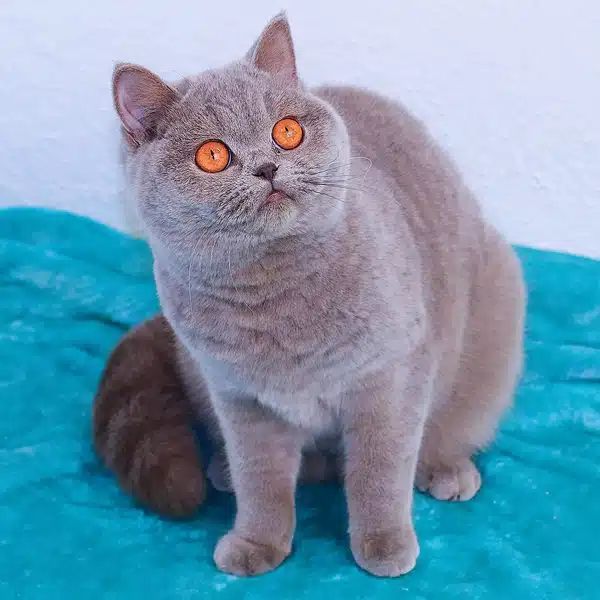 velvet-british-shorthair-hembra-azul